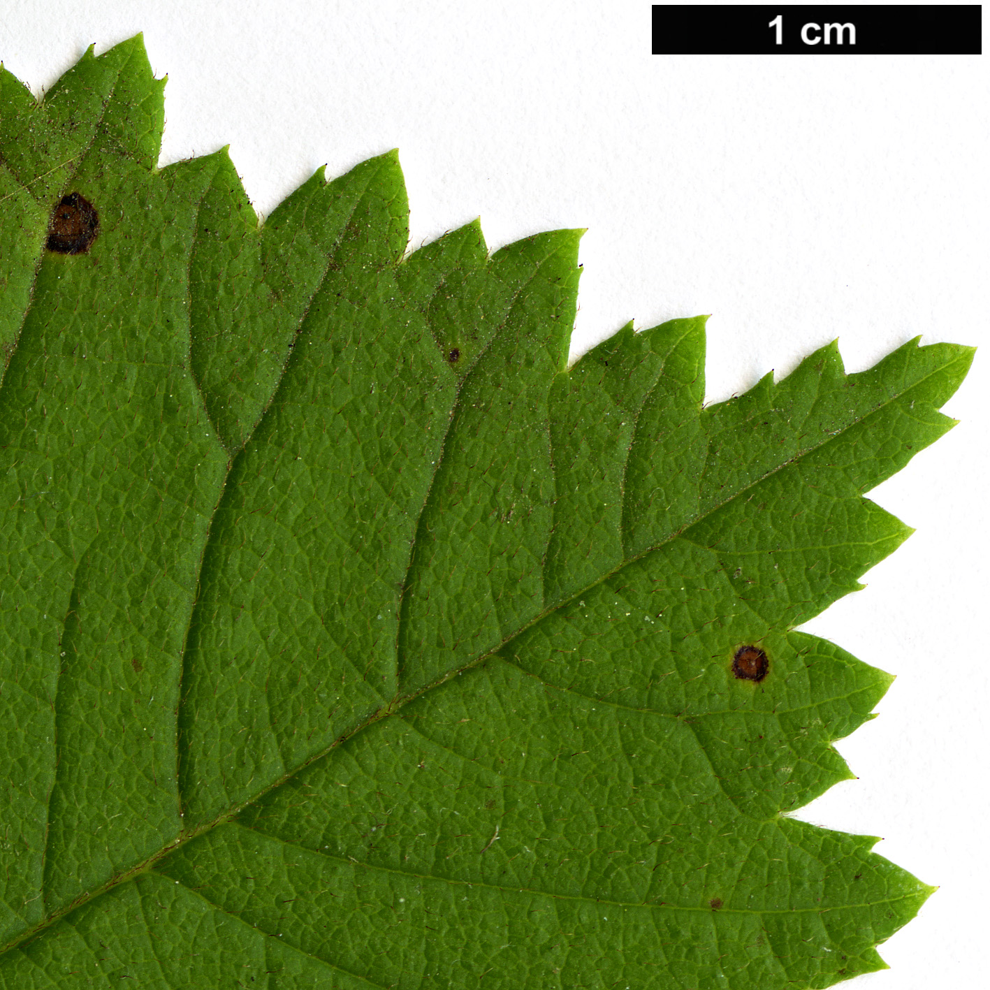High resolution image: Family: Rosaceae - Genus: Prunus - Taxon: triloba